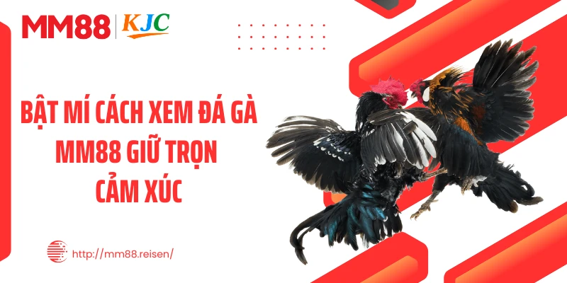 Bật mí cách xem đá gà MM88 giữ trọn cảm xúc